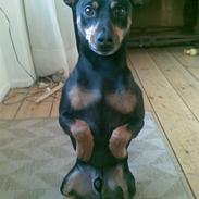 Dvaergpinscher King