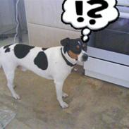 Dansk svensk gaardhund futte<3