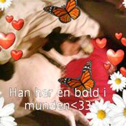 Dansk svensk gaardhund futte<3