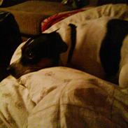 Dansk svensk gaardhund futte<3