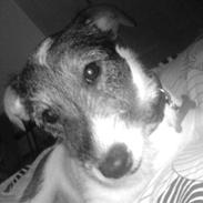 Jack russell terrier Niki<'3