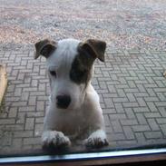 Amerikansk staffordshire terrier Tyson<3