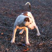 Amerikansk staffordshire terrier Tyson<3