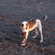 Amerikansk staffordshire terrier Tyson<3