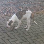Amerikansk staffordshire terrier Tyson<3