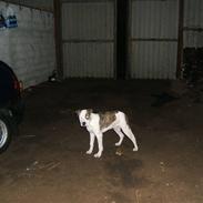 Amerikansk staffordshire terrier Tyson<3