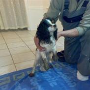 Cavalier king charles spaniel Isabella