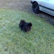 Pomeranian Tess, Himmelhund 19/2-10