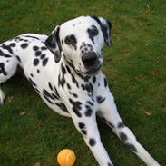 Dalmatiner Dalyance discovery