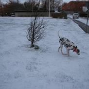 Dalmatiner Dalyance discovery