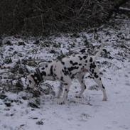 Dalmatiner Dalyance discovery