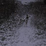 Dalmatiner Dalyance discovery