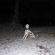 Dalmatiner Dalyance discovery