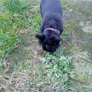 Fransk bulldog Trunte