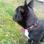 Fransk bulldog Trunte