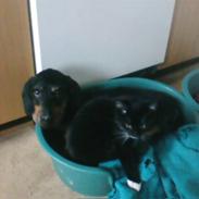 Gravhund Ozzy