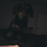 Gravhund Ozzy