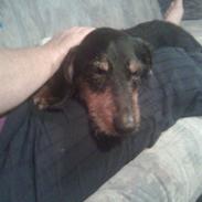 Gravhund Ozzy