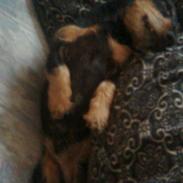 Gravhund Ozzy