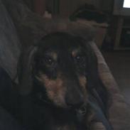 Gravhund Ozzy