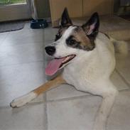 Norrbottenspids Spidsbjørnens Coda