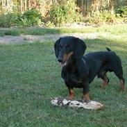 Gravhund Findus<3