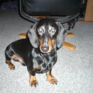 Gravhund Findus<3