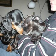 Gravhund Findus<3