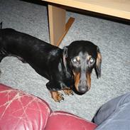 Gravhund Findus<3