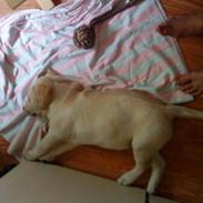 Labrador retriever Aalflasker Yellows Loke