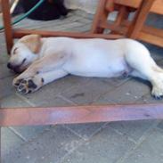 Labrador retriever Aalflasker Yellows Loke