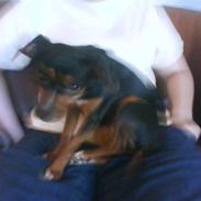 Blanding af racer Piv