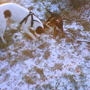 Blanding af racer Piv