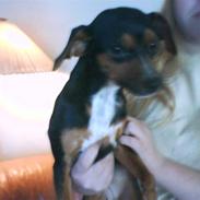 Blanding af racer Piv