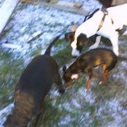 Blanding af racer Piv