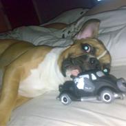 Fransk bulldog Leon