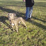 Amerikansk staffordshire terrier Diablo