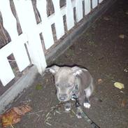 Amerikansk staffordshire terrier Diablo