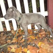 Amerikansk staffordshire terrier Diablo