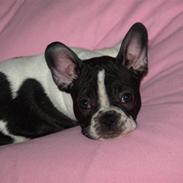 Fransk bulldog Alex D.P