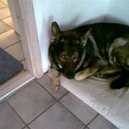 Schæferhund Satoris Dundee