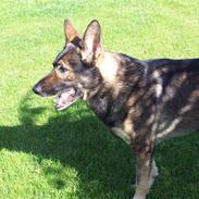 Schæferhund Satoris Dundee