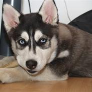 Siberian husky Sheba