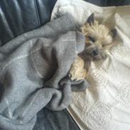 Cairn terrier Cookie