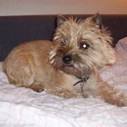 Cairn terrier Cookie