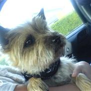 Cairn terrier Cookie