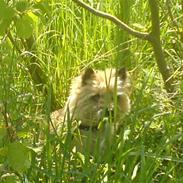 Cairn terrier Cookie