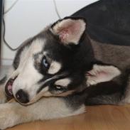 Siberian husky Sheba