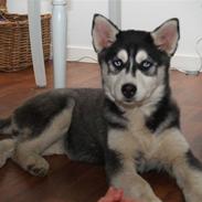 Siberian husky Sheba