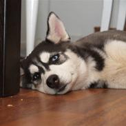 Siberian husky Sheba